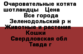 Очаровательные котята шотландцы › Цена ­ 2 000 - Все города, Зеленодольский р-н Животные и растения » Кошки   . Свердловская обл.,Тавда г.